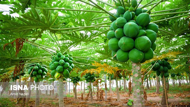 پاپایا یا خربزه درختی، درختی است نسبتاً کوچک، دارای یک تنه به ارتفاع ۴ تا ۱۰ متر و برگ‌هایی منشعب و بزرگ به ابعاد ۵۰ تا ۷۰ سانتیمتر. میوه این گیاه بزرگ و اندازه آن ۱۵ تا ۴۵ سانتیمتر در طول و قطر آن ۱۰ الی ۳۰ سانتیمتر بوده و ظاهر آن شبیه یک کپسول است.