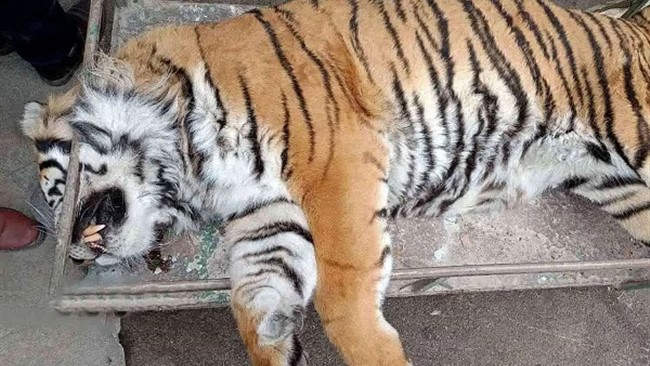 در پی انتشار تصویری از ببر پارک حیات‌وحش «مایا» با علائم خون‌ریزی از ناحیه دهان در فضای مجازی در تاریخ ۱۸ آبان‌ امسال، بازدید مشترک کارشناسان ادارات کل حفاظت محیط زیست و دامپزشکی مازندران و دامپزشک معتمد محیط زیست در ساعت ۱۵ روز ۱۹ آبان‌ سال جاری از مجموعه انجام شد که در جریان آن مشخص شد حیوان تلف شده است.