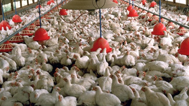 اتحادیه سراسری مرغداران گوشتی ایران در واکنش به استفاده از تریاک در جیره غذایی طیور برای افزایش بهره‌وری تولید به طور رسمی بیانیه صادر کرد.