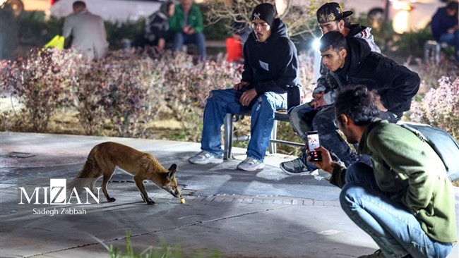 در روزهای سرد پاییز، روباه‌های حاشیه شهر تهران برای بقا مسیر تازه‌ای برگزیده‌اند؛ خیابان‌ها و سطل‌های زباله، زیستگاه موقت حیواناتی شده که نزدیک شدن به انسان را به امید پیدا کردن لقمه‌ای غذا به جان می‌خرند.