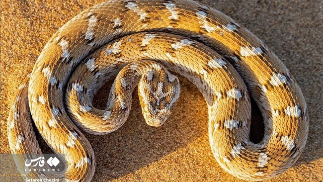 افعی جعفری، گونه‌ای از تیره گرزه‌ماران است که با علامت پیکانی یا صلیبی‌شکل روی سرش تشخیص داده و در شنزارهای ایران یافت می‌شود.