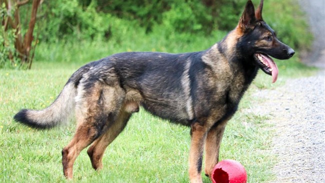 در حادثه‎‌ای که صبح امروز، دوشنبه، ۱ دی در داخل محوطه دانشگاه تبریز رخ داد، سگ ولگرد با حمله به یک دانشجو موجب زخمی شدن وی شد.