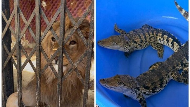 فرمانده یگان حفاظت محیط زیست استان تهران از کشف و ضبط چندین گونه تحت حمایت حیات ‌وحش در شهرستان شهریار خبر داد و گفت: این گونه‌ها پس از انجام مراحل قانونی برای تیمار و نگهداری به باغ پرندگان تهران منتقل شدند.