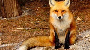 جان‌باختن پسر سه‌ساله بر اثر روباه‌گزیدگی در همدان