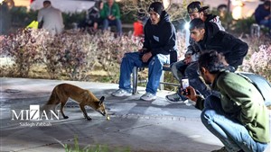 پرسه روباه های زباله گرد در خیابان های تهران